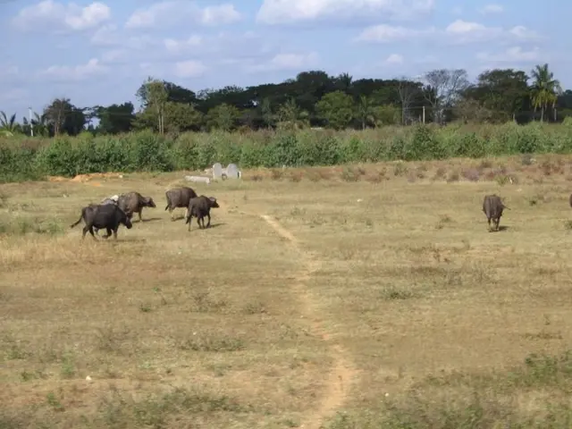 Effort underway to include bison in school meal programs following tribal herd restorations